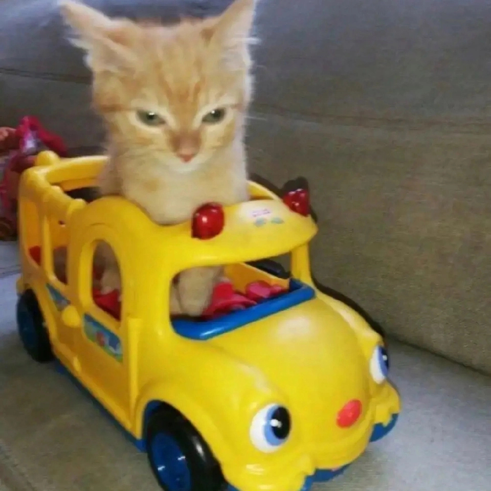 一只橘色小猫坐在黄色玩具巴士里